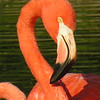 Slimbridge, U.K. : These are photos taken at Slimbridge Wildfowl and Wetlands Trust in the U.K.